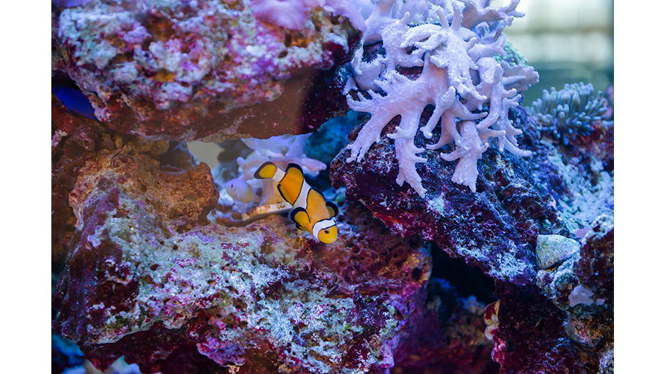 大廳的溫排水珊瑚水族箱中，魚兒悠然穿梭在珊瑚之間。